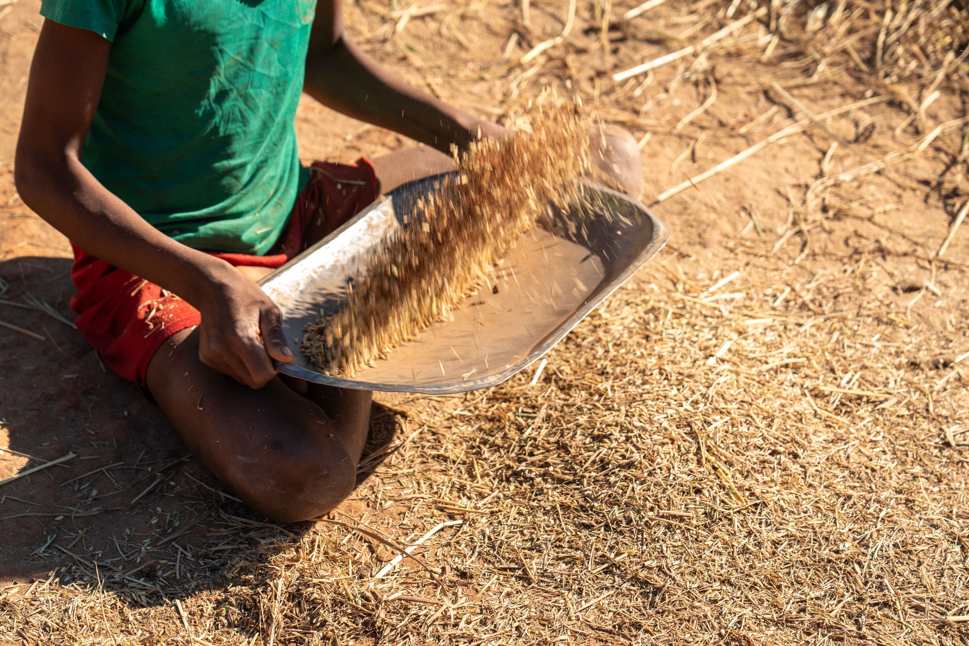 Hands separating rice grain from the straw, Madagascar guanova fertilizer